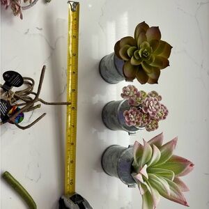 Set of Three Succulent Plants in Pots